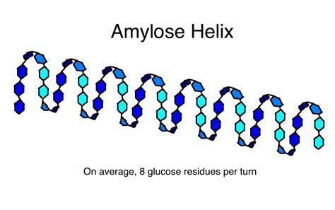 Amylopectin Helix