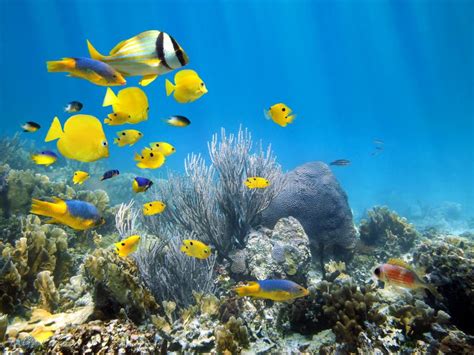 Underwater Coral Reef Fish