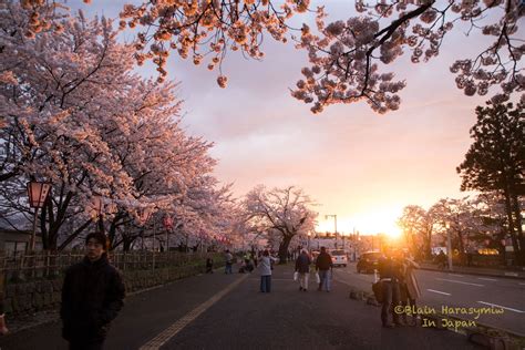 Cherry Blossom Photo Tours - Yokohama - JAPAN DREAMSCAPES