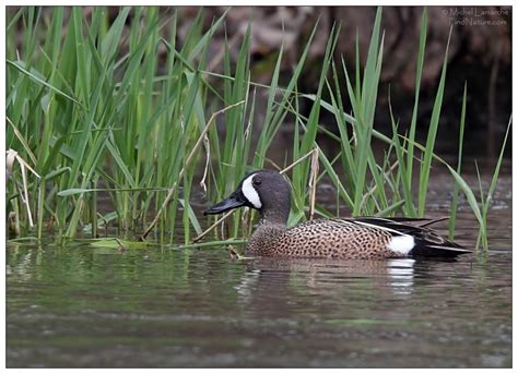 FindNature.com - Photos - Sarcelle à ailes bleues, Blue-winged Teal, Anas discors - Michel Lamarche.