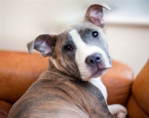 Brindle Staffordshire Bull Terrier Puppy Photograph by Sharon Vos-Arnold