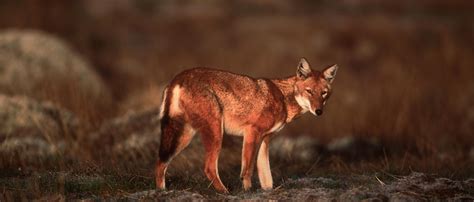 Ethiopian Wolf | African Wildlife Foundation