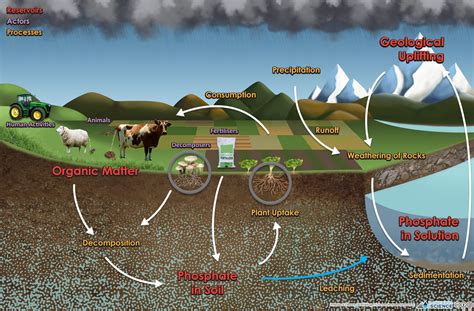 Phosphorus Cycle In Soil