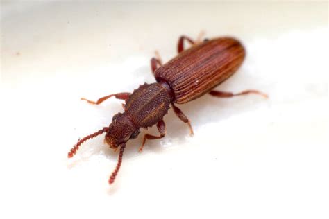 Sawtoothed Grain Beetle | Pantry Pests | Killroy Pest Control