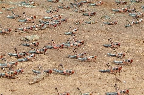 Texas A&M Entomologist Wants To Control Harmful Locust Swarming Behavior - Texas A&M Today