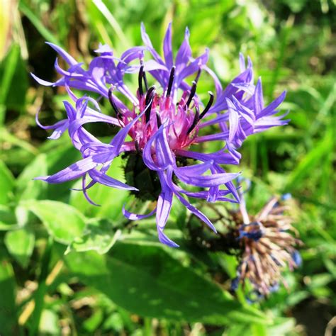 Perennial Cornflower seeds - Centaurea montana - 80 seeds – Garden Seeds Market | Free shipping