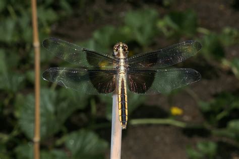 Libellula luctuosa - The Widow Skimmer