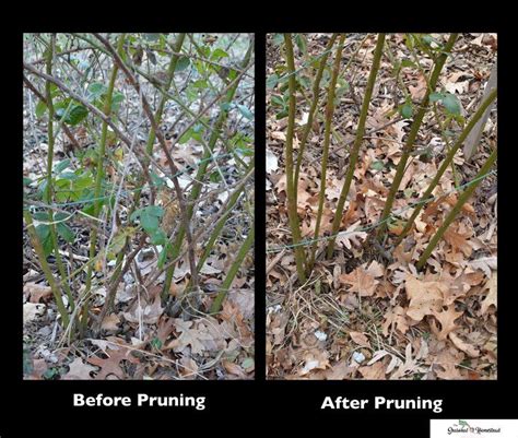 How To Trim Blackberry Bushes In The Spring at Dennis Stanton blog