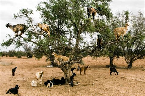 Study: When A Goat Climbs An Argan Tree And Eats Its Fruit, What Happens To The Seed? : Goats ...