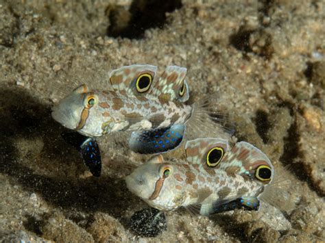 Crab-Eyed Goby | Scuba Diving Adventures