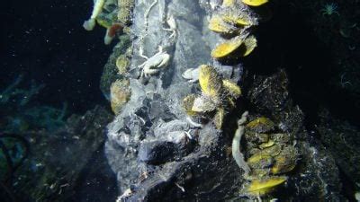 Unexpected New Species Discovered in a Deep-Sea Hydrothermal Vent Provides a Deeper ...