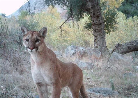 Southern California's mountain lions might soon go extinct