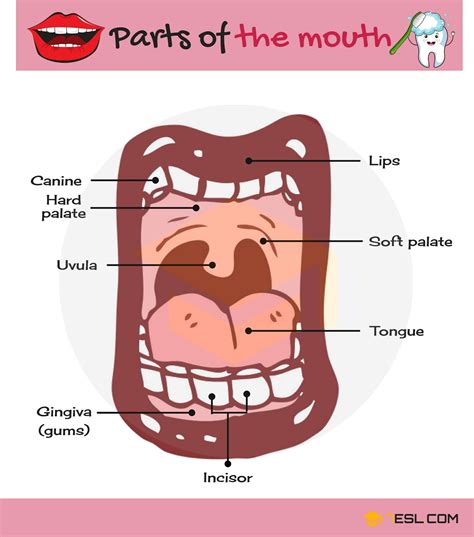 Parts of the Mouth Vocabulary with Pictures • 7ESL | English vocabulary ...