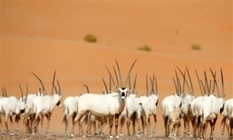 Oman opens sprawling oryx reserve to ecotourists - EgyptToday