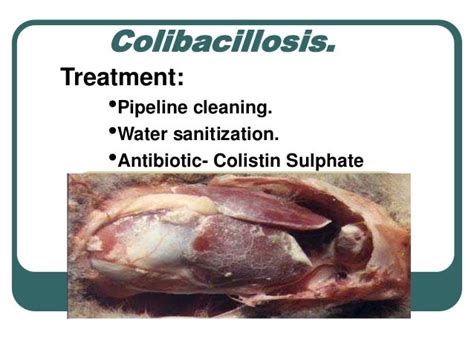 Poultry management & diseases