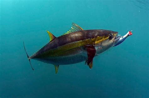 16 Different Types of Tuna - The Complete Guideouachitaadventures.com