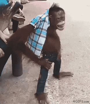 The Best 22 Funny Monkey Gif Meme - anytrendsun