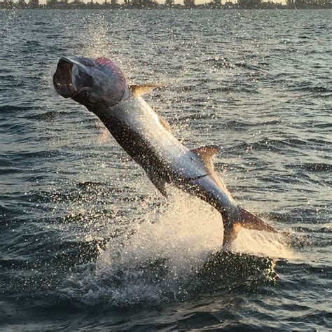 Jumping Tarpon | Captain Jason Stock - Fishing Charters