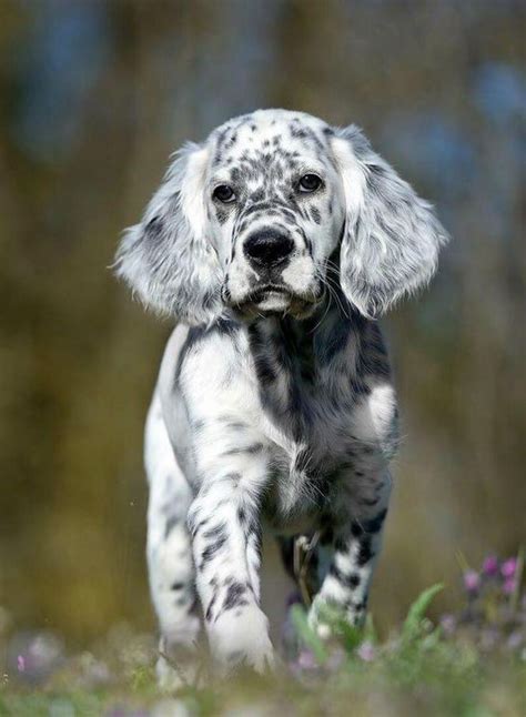 20 Dalmatian Mixes That'll Melt Your Heart | Page 5 of 7 | The Dogman ...