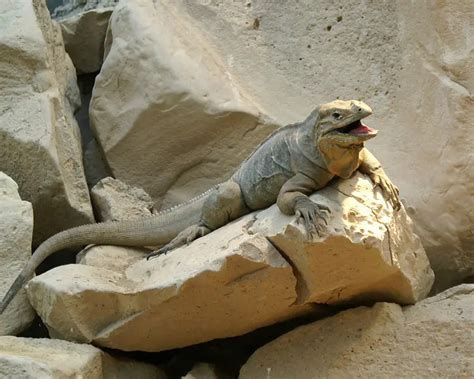 Rhinoceros Iguana - Facts, Diet, Habitat & Pictures on Animalia.bio