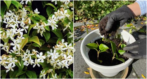 How to Propagate Star Jasmine from Cuttings