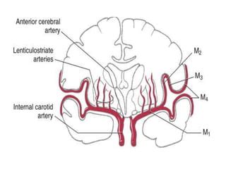 Mca anatomy