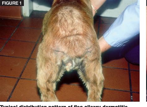 Figure 1 from Overview of flea allergy dermatitis. | Semantic Scholar