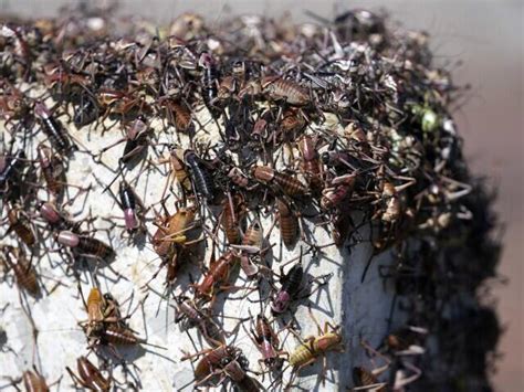 Blood-red crickets invade Nevada town, residents fight back