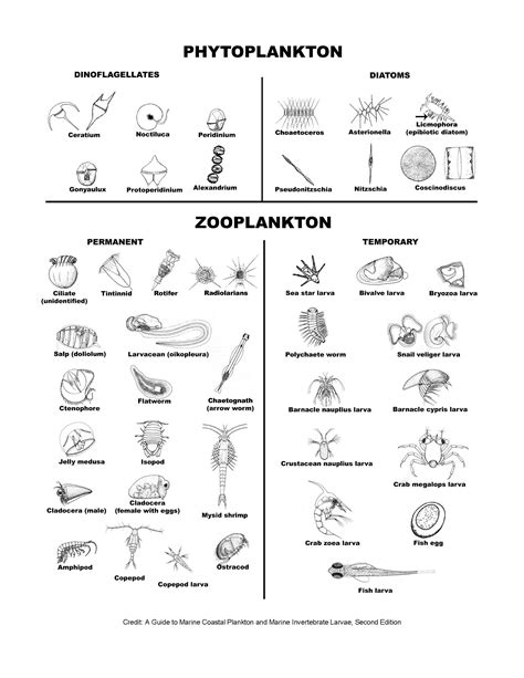 Zooplankton And Phytoplankton