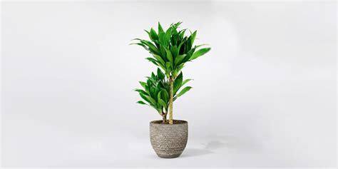 Dracaena: Complete Care and Growing Guide | Plantcarefully