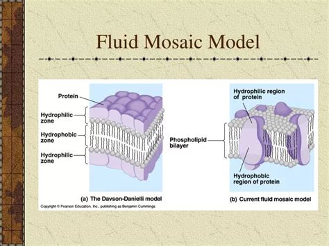 PPT - Fluid Mosaic Model PowerPoint Presentation, free download - ID ...