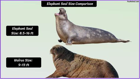 Elephant Seal Size: How Big Are They Compared To Others?