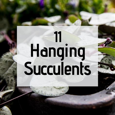 11 Stunning Hanging Succulents - The Girl with a Shovel