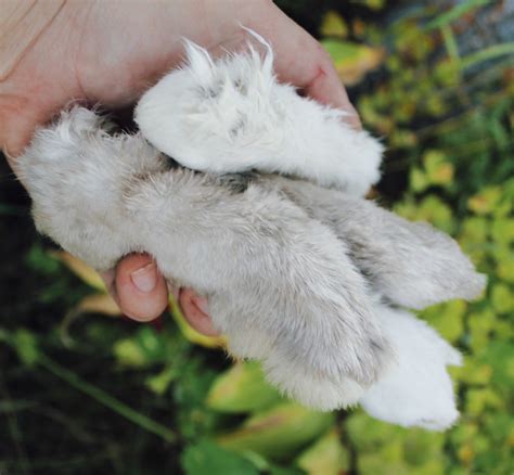 How To Preserve A Lucky Rabbit’s Foot • BC Outdoors Magazine