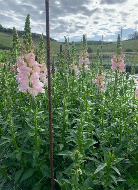 Snapdragon Flowers: Caring and Growing Vibrant Blooms in Your Garden - A...