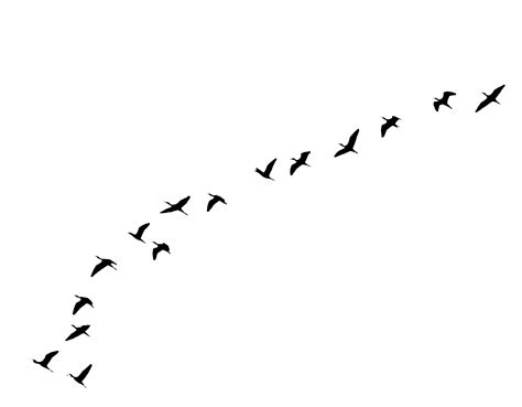 Collection of Bird In Flight PNG HD. | PlusPNG