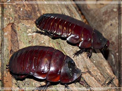 Rhinoceros Cockroach l Fascinating - Our Breathing Planet