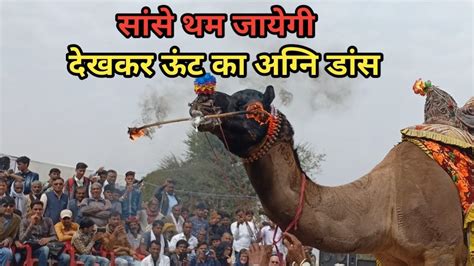 Nagaur cattle fair 2019- दिल थाम कर देखो इस ऊंट का अग्नि डांस - YouTube