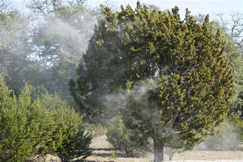 Cedar trees seen unleashing clouds of pollen in Texas