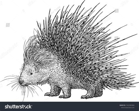 Porcupine Illustration Drawing Engraving Ink Line: เวกเตอร์สต็อก (ปลอดค่าลิขสิทธิ์) 1522584383