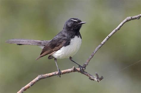 Willie Wagtail – Profile | Traits | Facts | Habitat | Breeding - Bird Baron