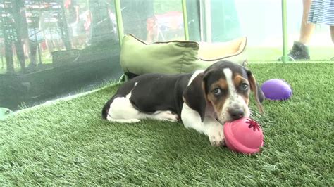 Puppies For Adoption In Cleveland Ohio : Puppy Mill Releases Dogs To Rescue Group Adopt A Cat ...