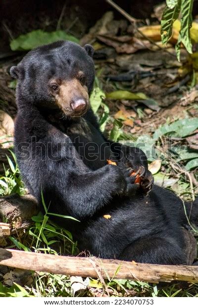 477 Sun Bear Conservation Centre Images, Stock Photos & Vectors ...