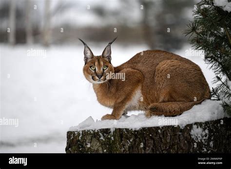 A baby caracal is walking and wants to play Stock Photo - Alamy