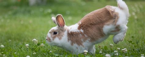 Rabbits In The Wild - Natural Habitats And Behavior