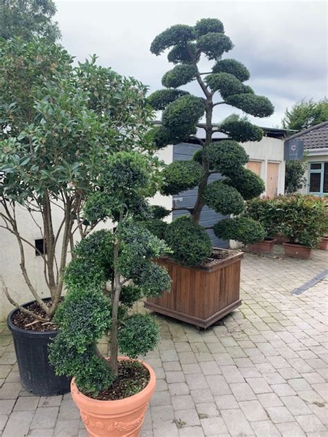 Ilex Crenata Bonsai | Caragh Nurseries