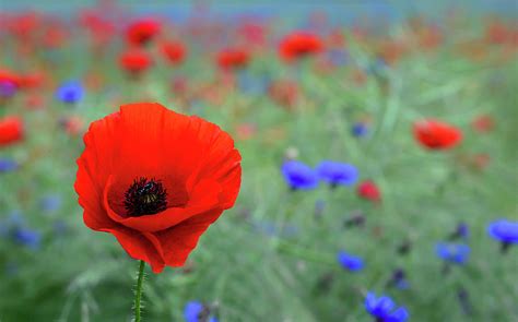 Red Poppy Wild Flower Photograph by Ben Robson Hull Photography | Fine Art America