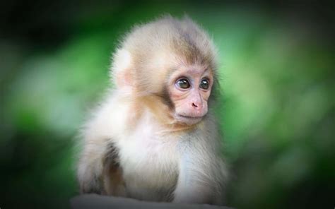 Download A mischievous monkey playfully looks up | Wallpapers.com