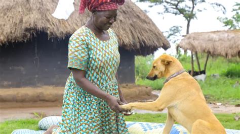 In northern Uganda, war survivors and comfort dogs are ‘healing together’ · Global Voices