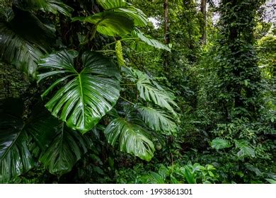 15,103 Forest Panama Images, Stock Photos & Vectors | Shutterstock